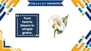 calla lily meaning