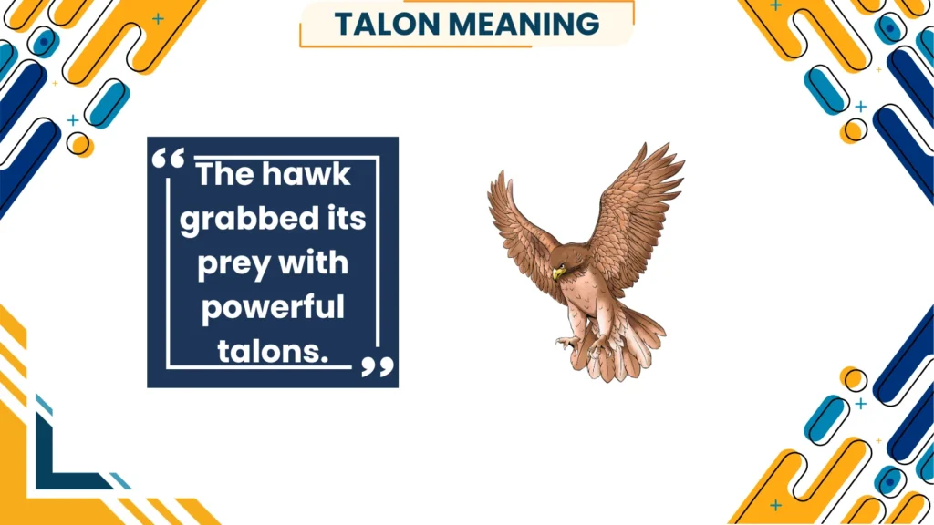 talon meaning