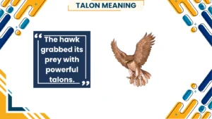 talon meaning